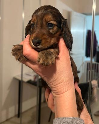 Cuccioli Bassotto Nano Kaninchen a pelo lungo