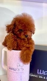 Barboncini teacup mini toy