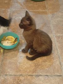 Gatto Havana Brown