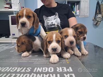 Beagle disponibili poket