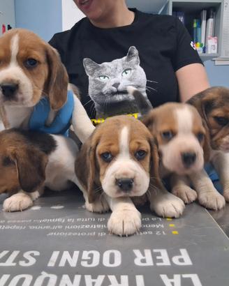 Beagle disponibili poket