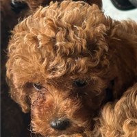 Barboncino Toy maschio