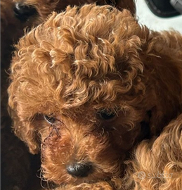 Barboncino Toy maschio