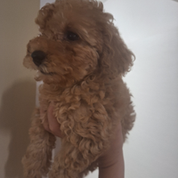 Vendiamo barboncini toy