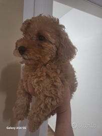 Vendiamo barboncini toy