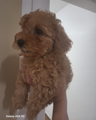 Vendiamo barboncini toy