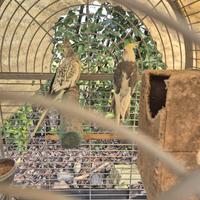 Coppie di calopsite riproduttrici