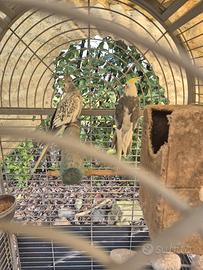 Coppie di calopsite riproduttrici