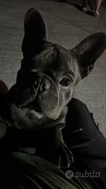 Cucciolo Bulldog Francese