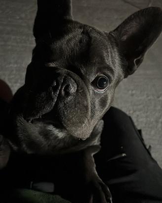 Cucciolo Bulldog Francese