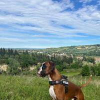 Cane boxer