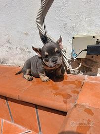 American bully exotoc