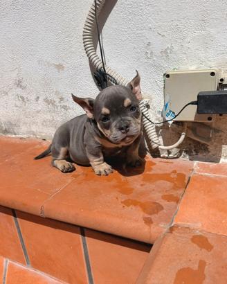 American bully exotoc