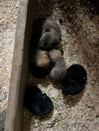 Cuccioli cane da pastore