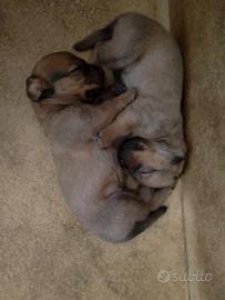 Cuccioli di dachsbracke