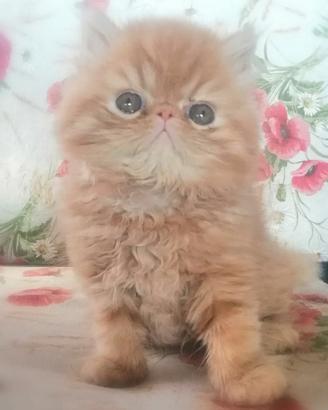 Persiano gattino