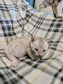 Cuccioli di gatto Bengala