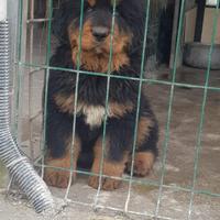 Cuccioli di Mastino Tibetano