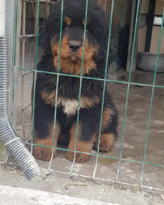 Cuccioli di Mastino Tibetano