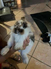 Coniglio nano da accoppiamento