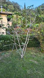 PIANTA DI FICO