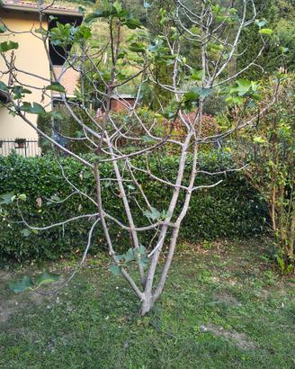 PIANTA DI FICO