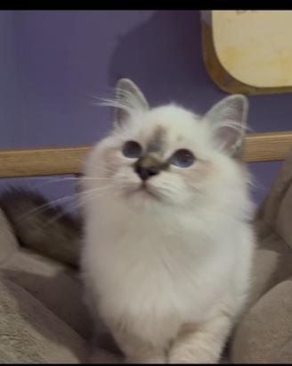 Cucciola gatto sacro di birmania