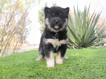 Shiba Inu color nerofocato