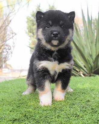 Shiba Inu color nerofocato