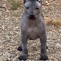 Xoloitzcuintle- Cane nudo messicano