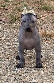 Xoloitzcuintle- Cane nudo messicano