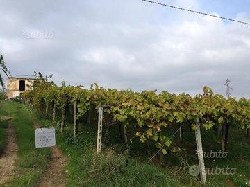 Terreno agricolo con casa rustica