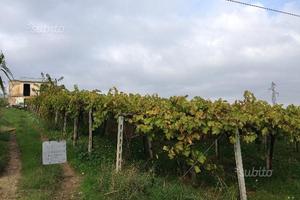 Terreno agricolo con casa rustica