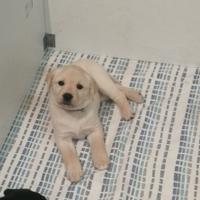 Cuccioli di Labrador