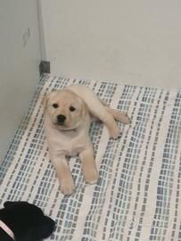 Cuccioli di Labrador