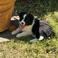 Cuccioli Border Collie