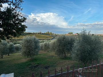 Terreno coltivato ad uliveto con rustico