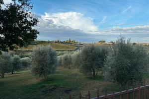 Terreno coltivato ad uliveto con rustico