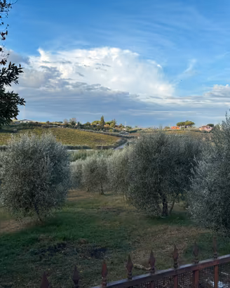 Terreno coltivato ad uliveto con rustico