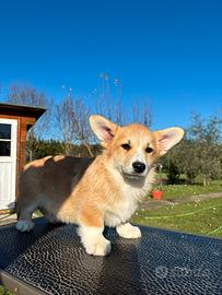 Cucciolo Welsh Corgi Pembroke