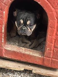 Bulldog francese Black tan