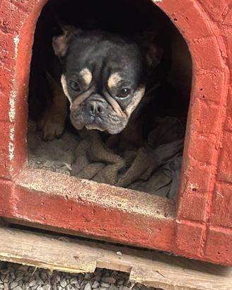 Bulldog francese Black tan