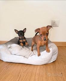 Pinscher Toy