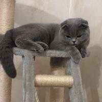 Scottish accoppiamento