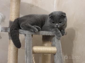 Scottish accoppiamento