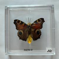 Farfalla da collezione.