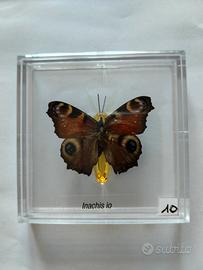 Farfalla da collezione.