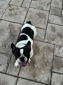Bulldog francese
