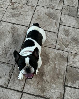 Bulldog francese