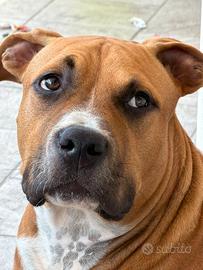 Amstaff